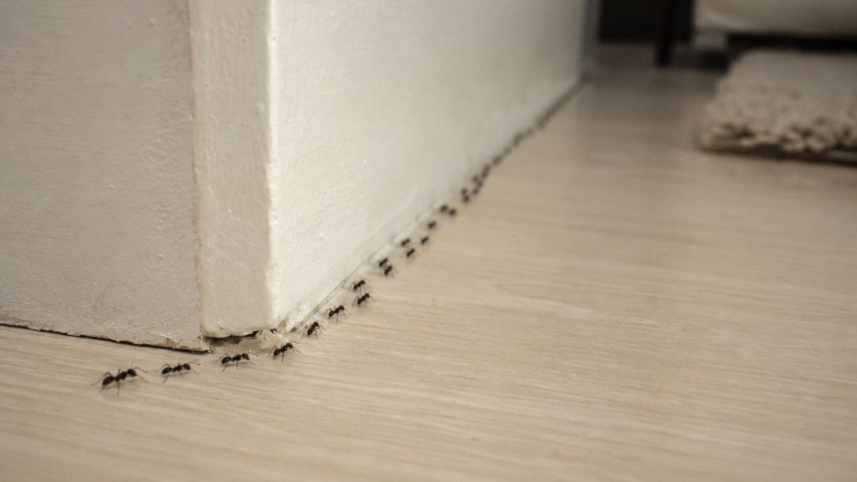Myror som går längs med en vägg inomhus